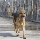 A d�a de hoy, 48 animales todav�a esperan ser adoptados                                                                                                                                                                                                        