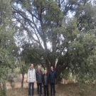 El bosque de alcornoques de Sestrica es �nico en Arag�n                                                                                                                                                                                                        
