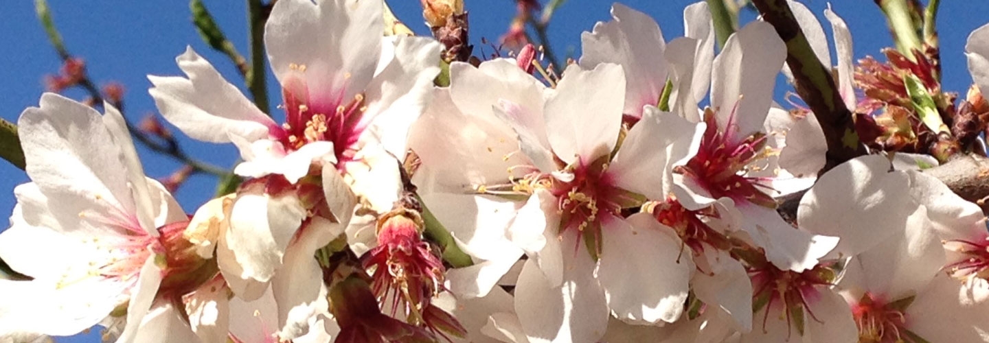 Melocotonero en flor